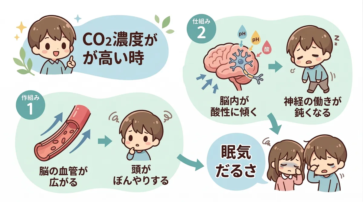 CO2が増えると脳の血管が広がって頭がぼんやりし、さらに脳内の酸性度が変化して神経の働きが鈍くなる。この2つのメカニズムが重なって眠気やだるさが生じる。