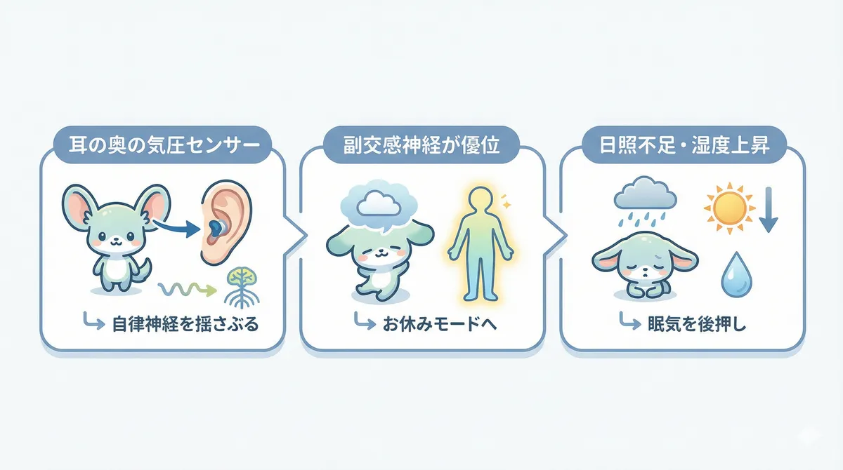 耳の奥の気圧センサーが自律神経を揺さぶること、副交感神経が優位になり体がお休みモードに傾くこと、日照不足や湿度の上昇も眠気を後押しすることの3つのメカニズムを解説します。