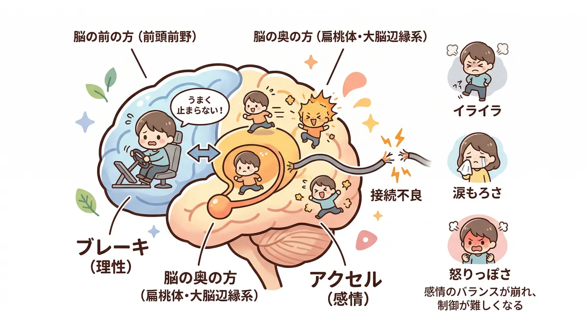 感情の「ブレーキ」と「アクセル」の接続不良が起き、イライラ・涙もろさ・怒りっぽさが強まる理由を脳科学の観点から解説します。