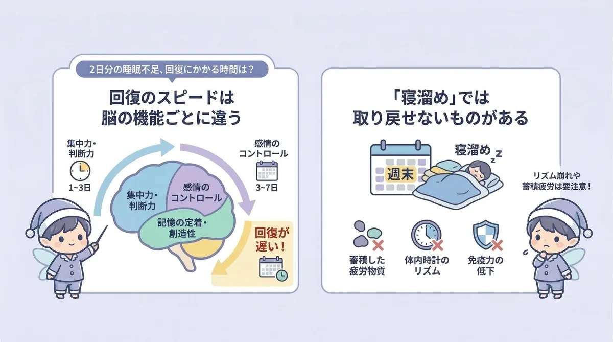 回復のスピードは脳の機能ごとに違うこと、「寝溜め」では取り戻せないものがあることを説明します。