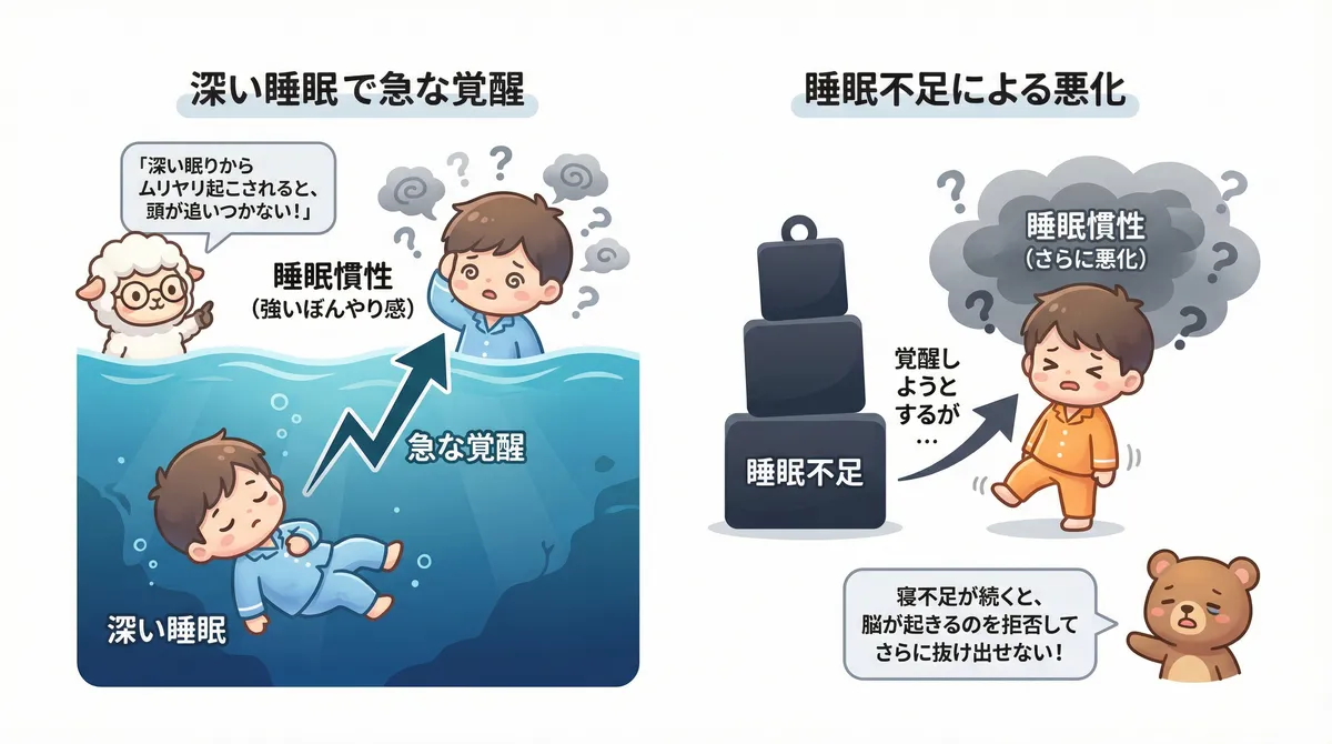 深い睡眠から急に起きると睡眠慣性が特に強くなること、睡眠不足が重なると睡眠慣性がさらに悪化する仕組みを説明します。