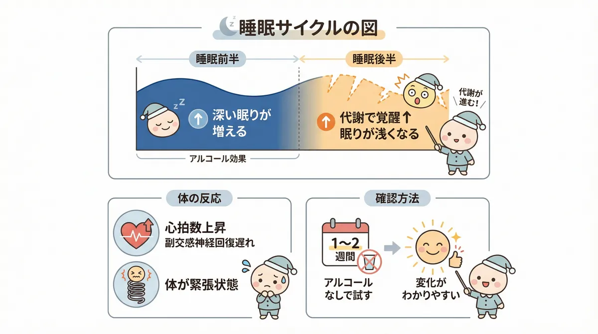 飲酒後の睡眠で体に何が起きているかを具体的に説明します。