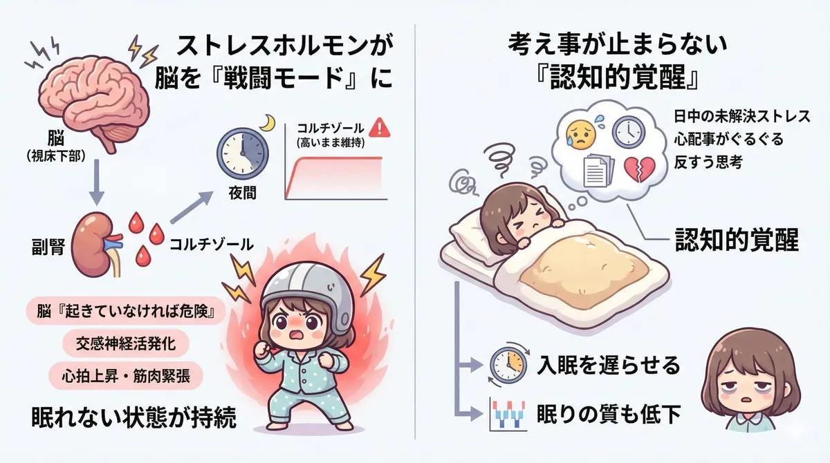 ストレスホルモンが脳を「戦闘モード」に切り替える仕組みと、考え事が止まらない「認知的覚醒」が入眠を阻むメカニズムを解説します。