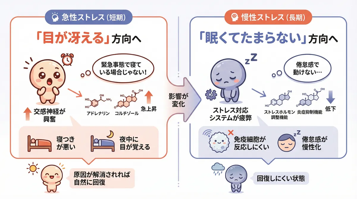 短期ストレスは目が冴える方向へ、長期ストレスはホルモンバランスが崩れ眠くてたまらない方向へ変化する違いを説明します。