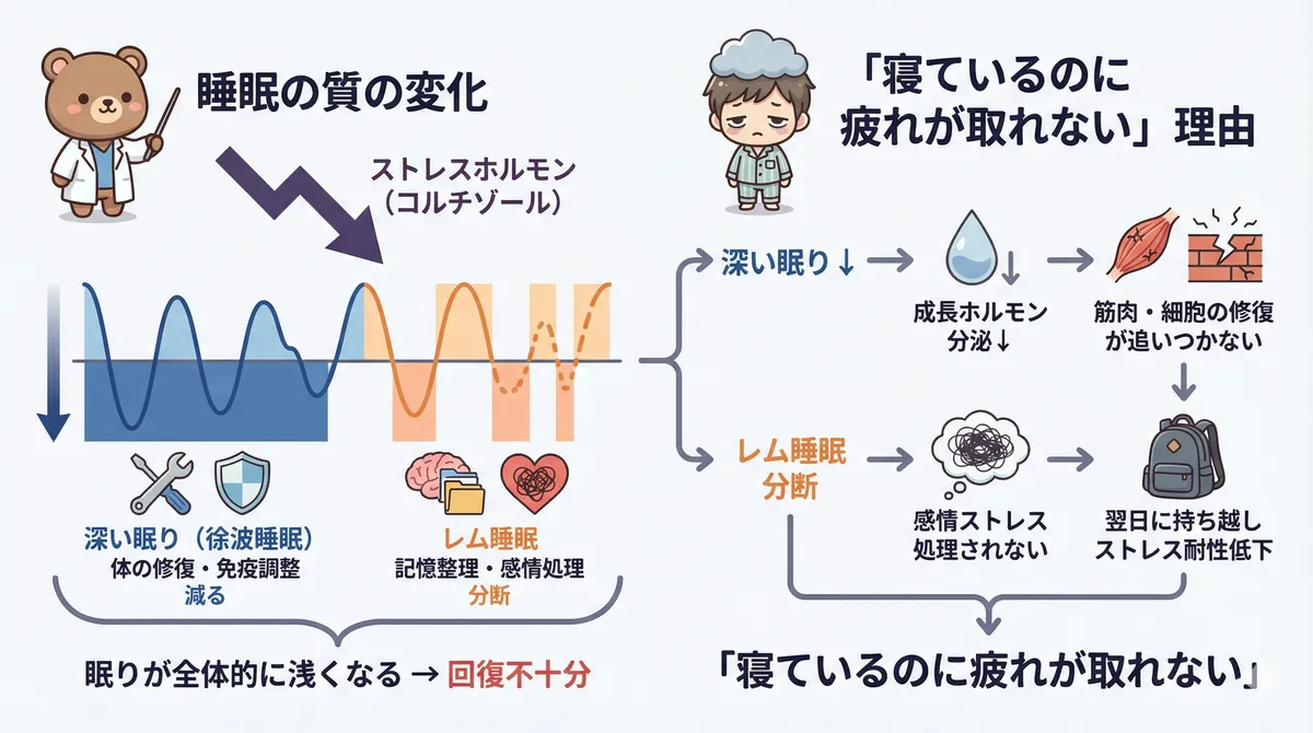 深い眠りとレム睡眠がどちらも減ること、「寝ているのに疲れが取れない」が起きる理由を解説します。