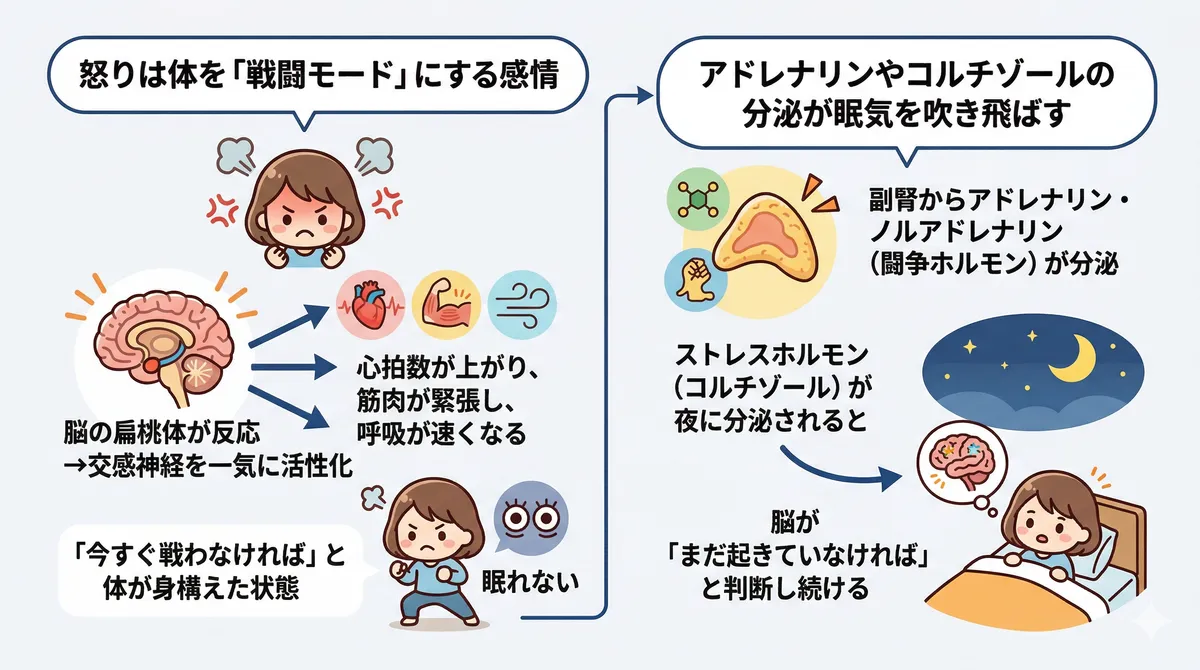 怒りは体を「戦闘モード」にする感情であること、アドレナリンやコルチゾールの分泌が眠気を吹き飛ばすメカニズムを解説します。