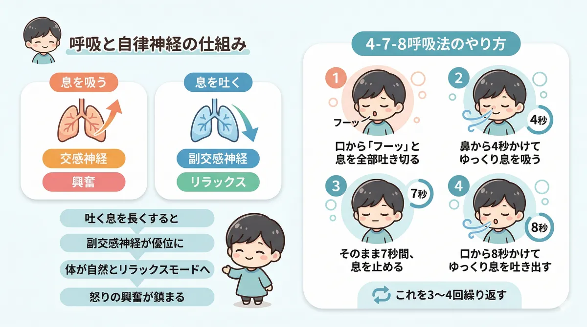 吐く息を長くすると副交感神経が優位になること、4-7-8呼吸法の具体的なやり方を紹介します。