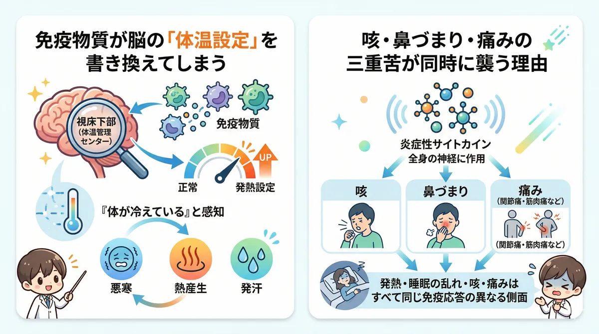 免疫物質が脳の体温設定を書き換えてしまうこと、咳・鼻づまり・痛みの三重苦が同時に襲う理由を解説します。