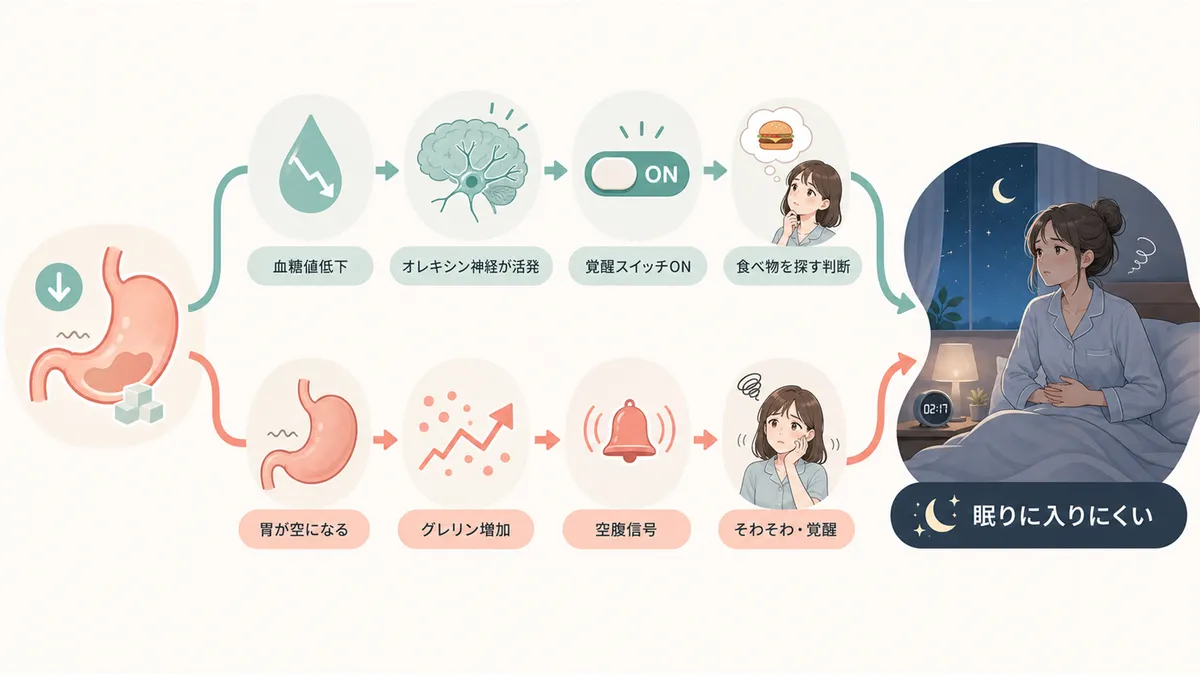 血糖値の低下が脳の覚醒スイッチを入れる仕組みと、空腹ホルモンが体を「食べ物を探すモード」にするメカニズムを解説します。