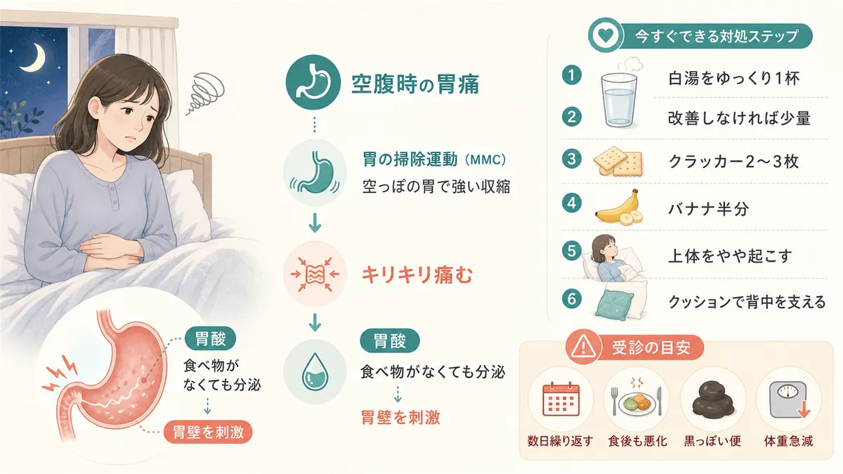 空腹時の胃痛は「胃の掃除運動」と胃酸が原因であること、痛みを和らげる応急対処と受診の目安を説明します。