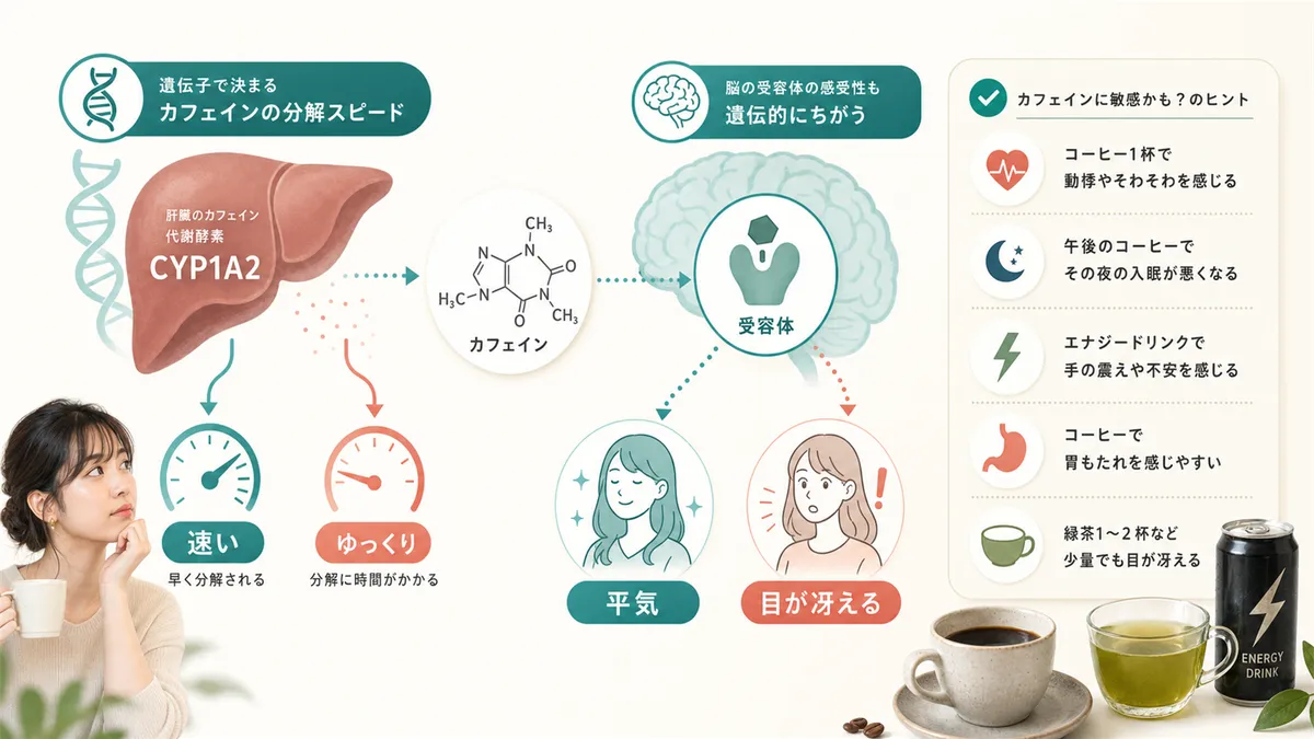 カフェインの分解スピードは遺伝子で決まること、自分がカフェインに敏感かどうかを見分けるヒントを解説します。