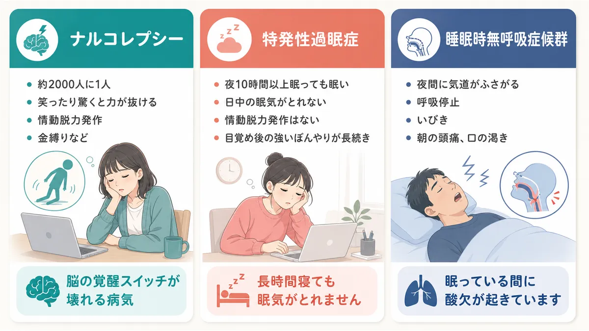 ナルコレプシー、特発性過眠症、睡眠時無呼吸症候群の3つの疾患について特徴と違いを解説します。（各疾患の特徴：ナルコレプシー＝約2000人に1人・笑ったり驚いたりした際に力が抜ける情動脱力発作・金縛りなど、特発性過眠症＝夜10時間以上眠っても日中の眠気がとれない・情動脱力発作はない・目覚め後に強いぼんやり状態が長続き、睡眠時無呼吸症候群＝夜間に気道がふさがって呼吸停止・いびき・朝の頭痛・口の渇きが特徴）