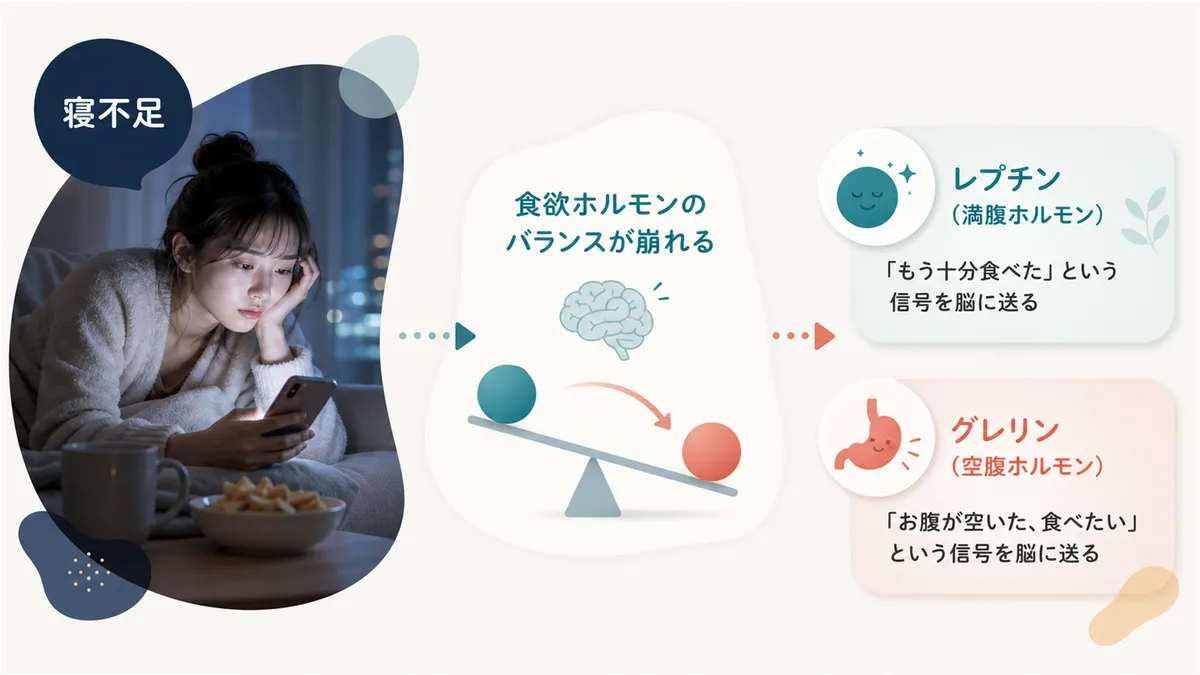 食欲ホルモンのバランスが崩れる仕組みを解説します。