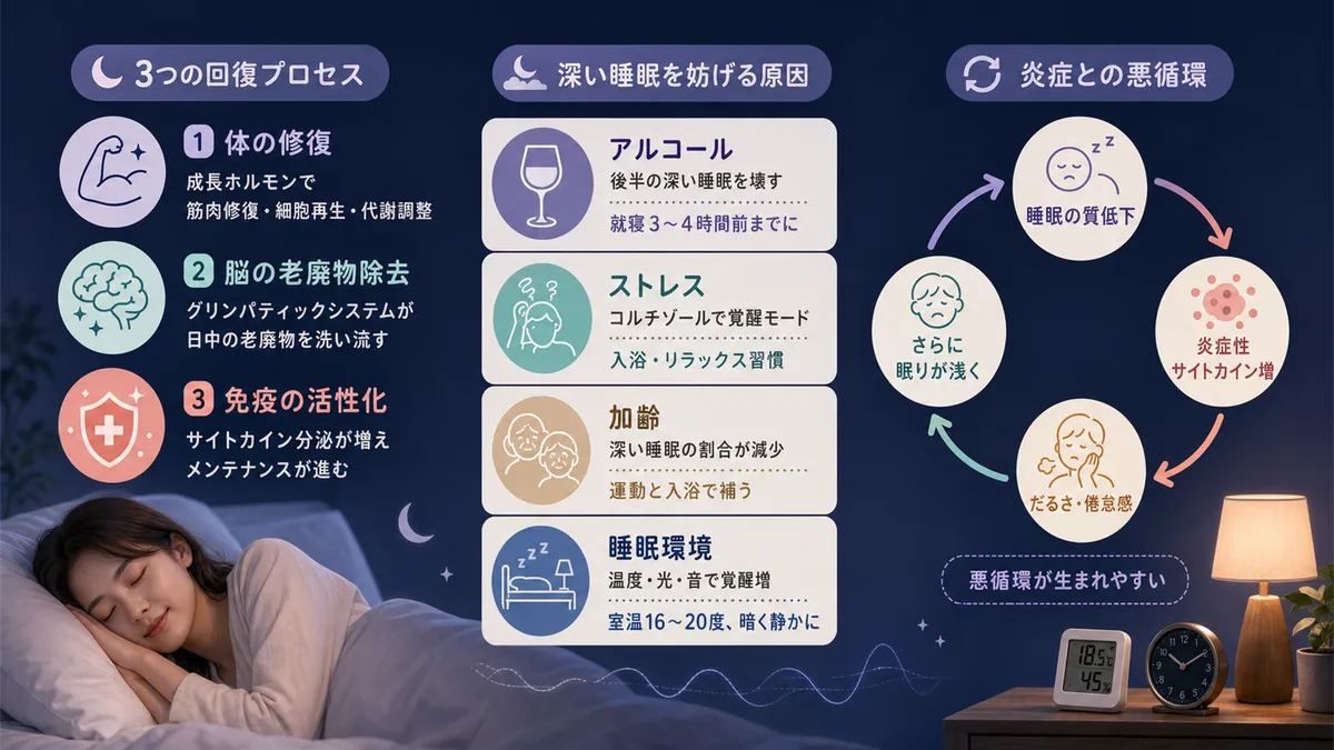 睡眠中に働く3つの回復プロセス、深い睡眠を妨げる4つの原因、睡眠の質の低下が体内の炎症を招くことを解説します。