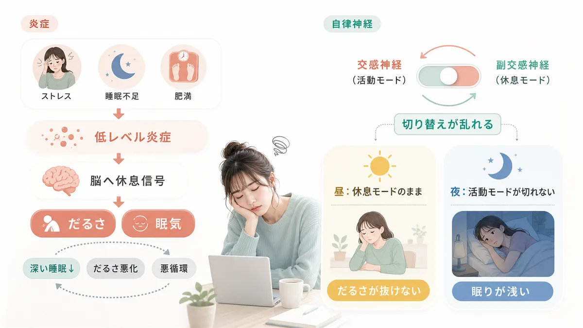 体内の炎症がだるさと眠気を同時に招くメカニズム、自律神経のバランスが崩れるとどうなるかを解説します。