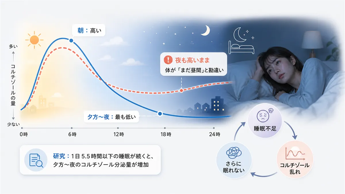 コルチゾールの1日のリズムが崩れると何が起きるか、慢性的なストレスが夜のコルチゾールを高止まりさせることを説明します。