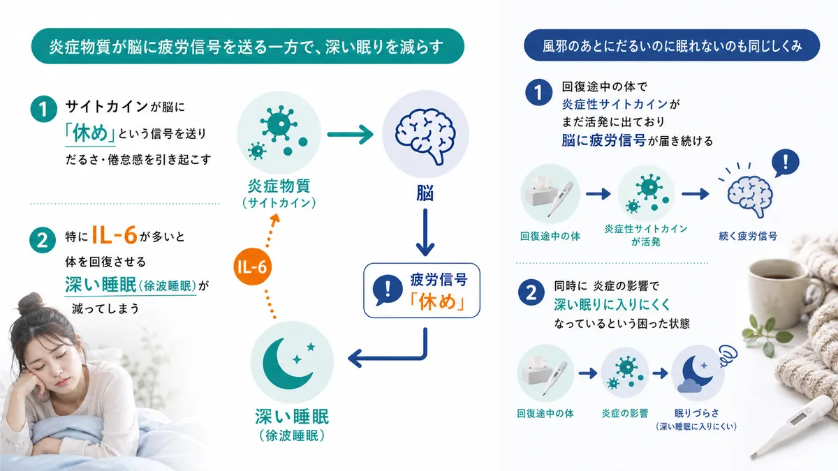 炎症物質が脳に疲労信号を送る一方で深い眠りを減らすこと、風邪のあとにだるいのに眠れないのも同じしくみであることを解説します。