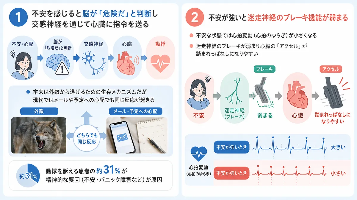 不安を感じると脳が「危険だ」と判断し交感神経を通じて心臓に指令を送るメカニズムを解説します。
