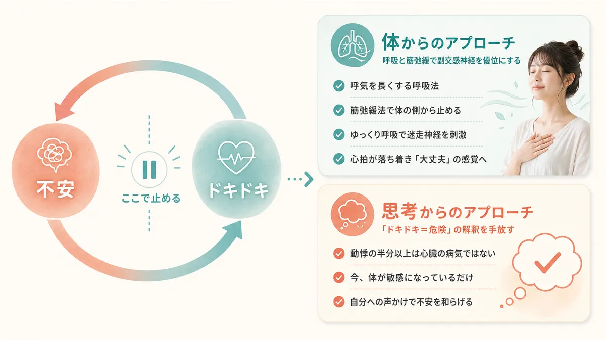 呼吸と筋弛緩で副交感神経を優位にする体からのアプローチと、「ドキドキ＝危険」の解釈を手放す思考からのアプローチを紹介します。