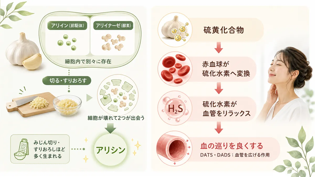 アリシンが生まれるしくみと、血行促進と硫化水素の意外な関係を解説します。