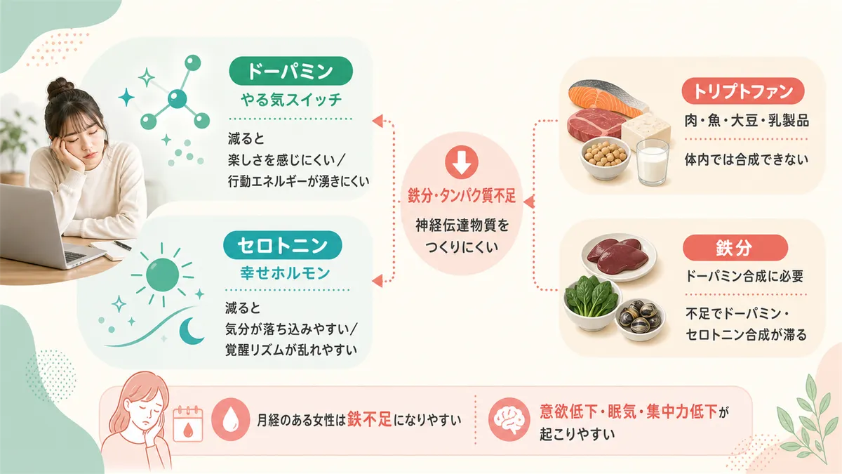 やる気スイッチ「ドーパミン」と幸せホルモン「セロトニン」の役割、鉄分やタンパク質の不足が神経伝達物質をつくれなくすることを解説します。