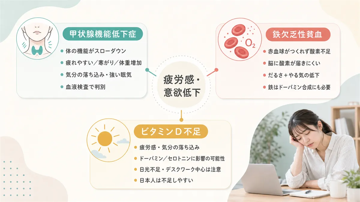 甲状腺機能低下症、鉄欠乏性貧血、ビタミンD不足と疲労感の関係を解説します。