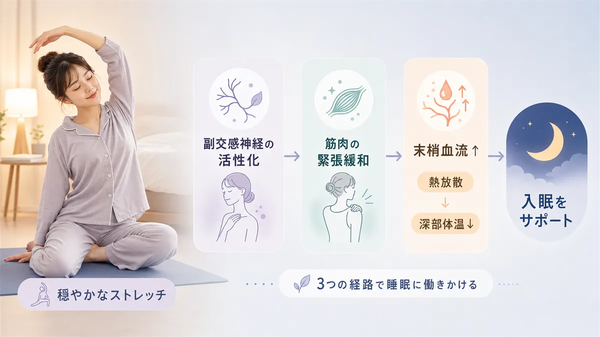 ストレッチが副交感神経を優位にし、入眠を助けるメカニズムを解説します。