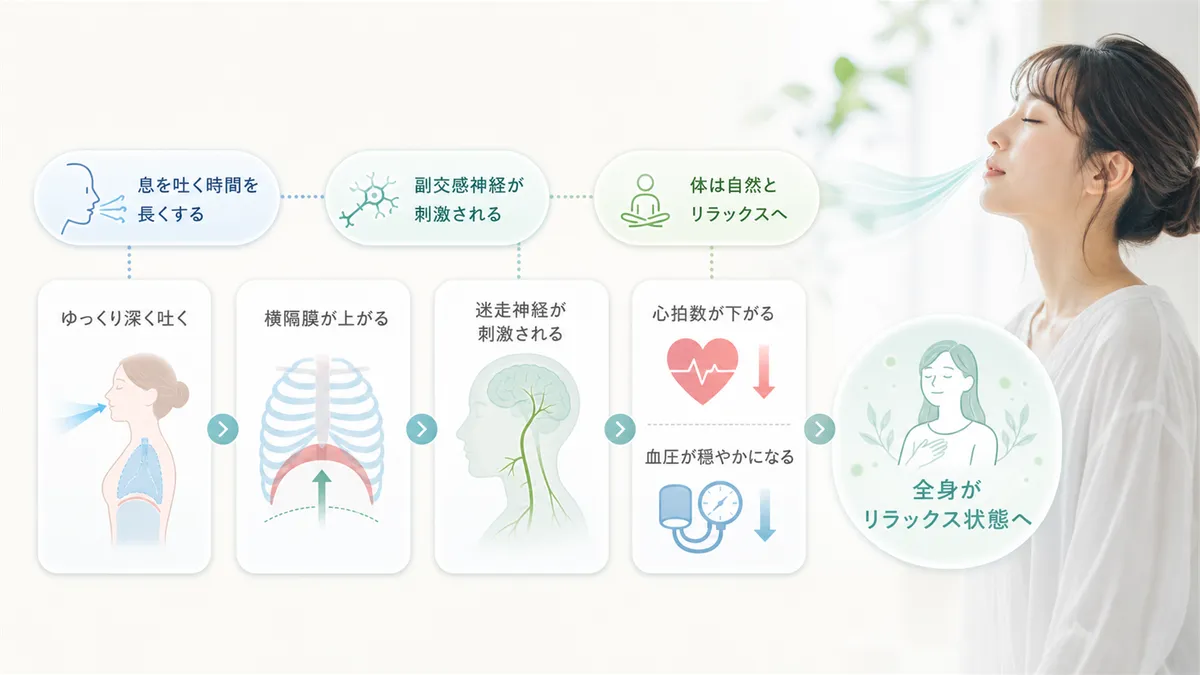 息を吐くと副交感神経が刺激されるため、吐く時間を長くするだけで体は自然とリラックスの方向に傾きます。