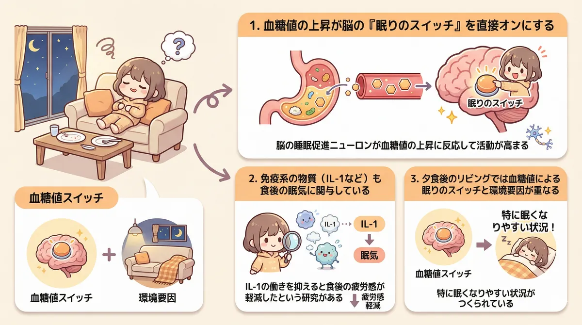 食後の眠気のメカニズムを解説します。