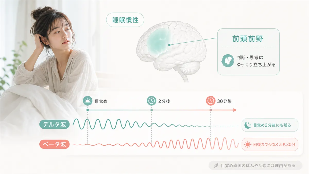 睡眠慣性がなぜ起こるのか、その脳科学的なメカニズムを解説します。目覚めた直後のぼんやり感には、きちんとした理由があります。