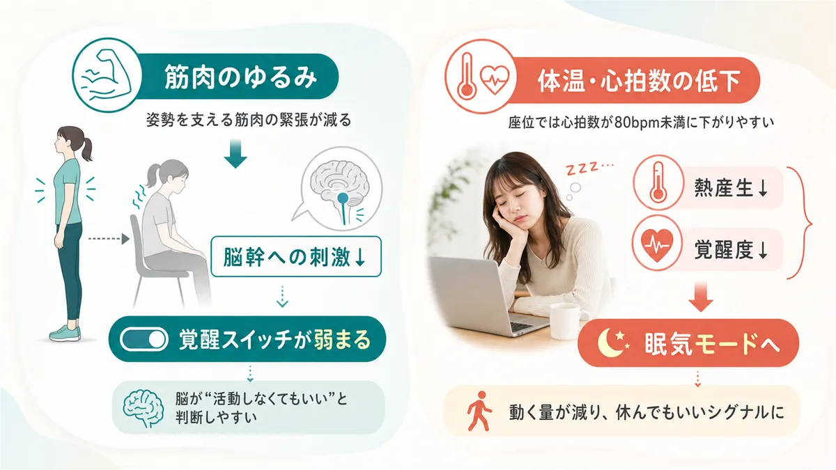 筋肉の緩みが覚醒スイッチを弱めること、座位で体温と心拍数が下がり眠気モードに入る仕組みを解説します。