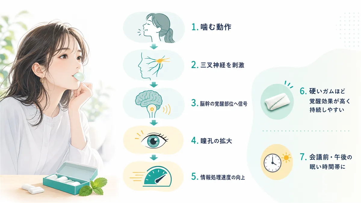 咀嚼が覚醒を高めるメカニズムを科学的に解説します。