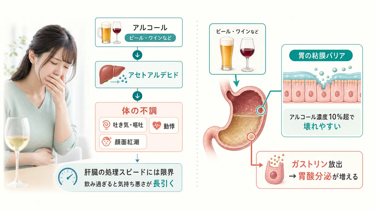 アセトアルデヒドの影響やアルコールが胃を刺激する仕組みを解説します。
