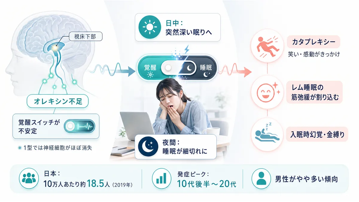 オレキシン不足で覚醒スイッチが不安定になる仕組みや、カタプレキシーとの関係、日本の有病率を解説します。