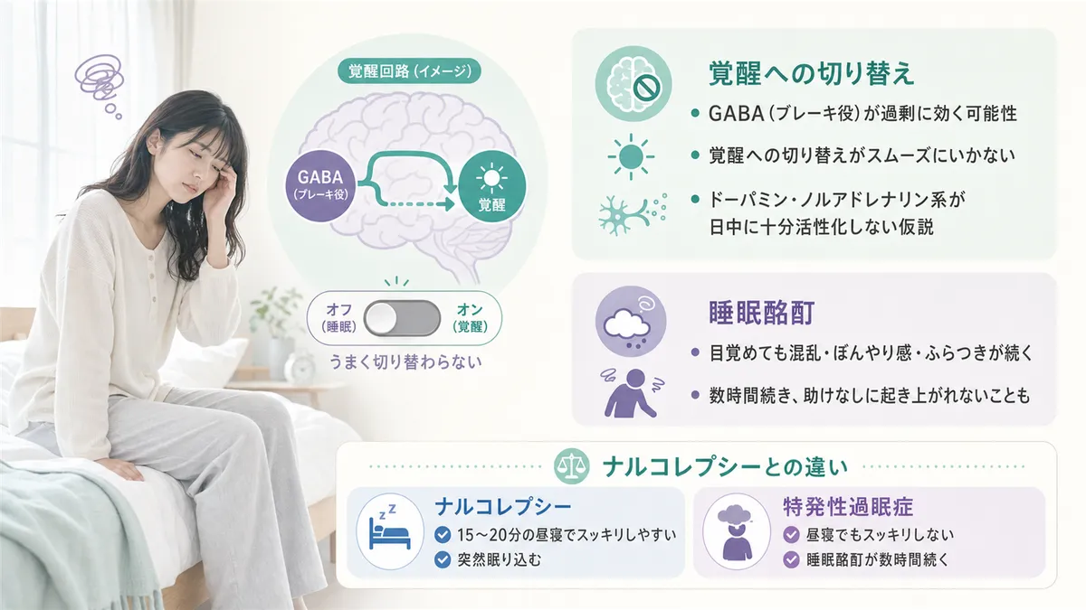 脳の覚醒回路の切り替え不全や「睡眠酩酊」の特徴を解説し、ナルコレプシーとの違いを紹介します。（ナルコレプシーとの違い：ナルコレプシーは短い昼寝でスッキリしやすい・突然眠り込む、特発性過眠症は昼寝でもスッキリしない・睡眠酩酊が数時間続く）