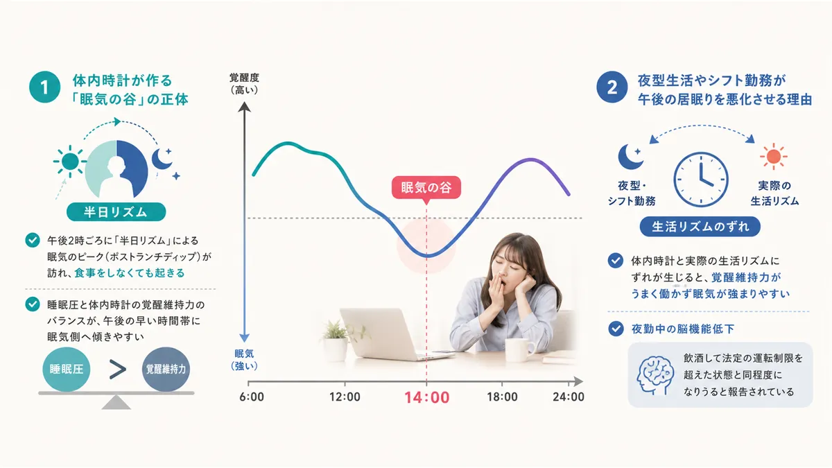 体内時計が作る「眠気の谷」の正体や、夜型生活やシフト勤務が悪化させる理由を解説します。
