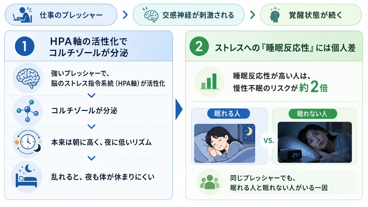 プレッシャーが交感神経を刺激し、覚醒状態を維持する仕組みを解説します。