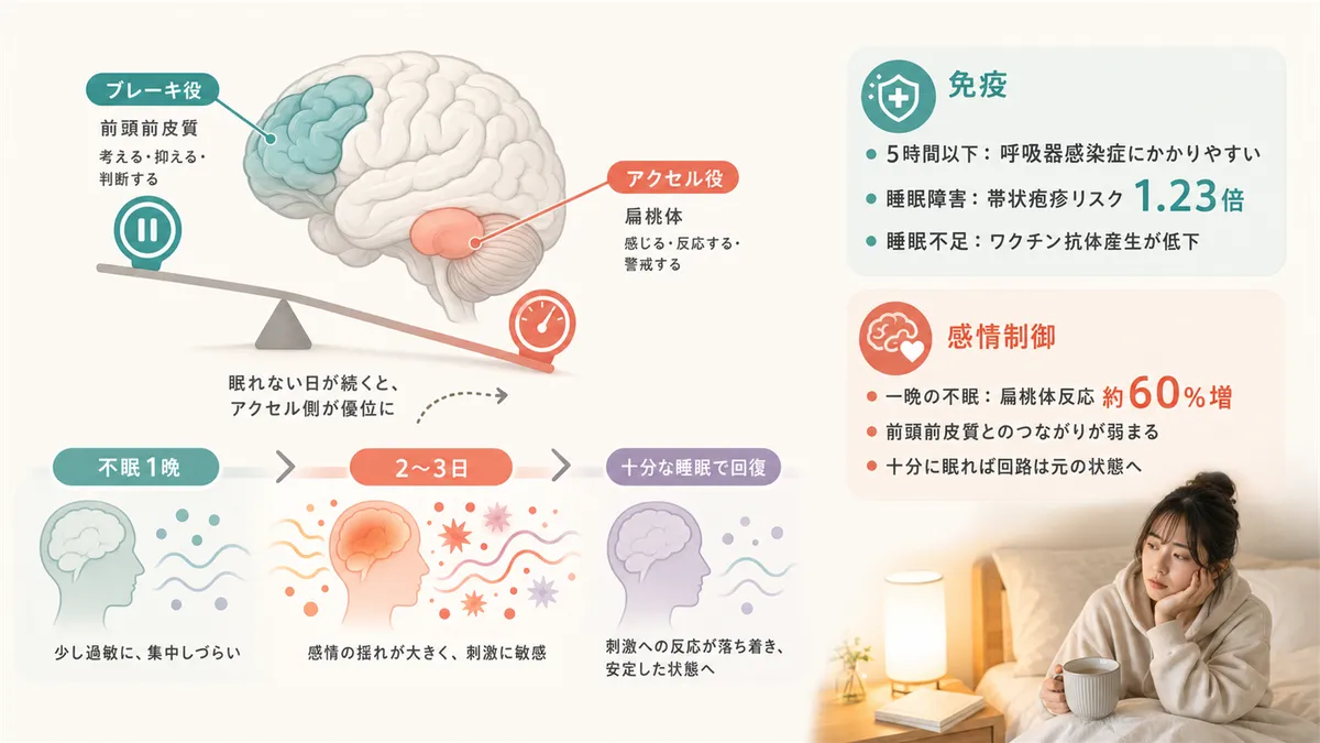 知覚の変化がどう進行するか、脳のブレーキ役とアクセル役のバランスの崩れを解説します。