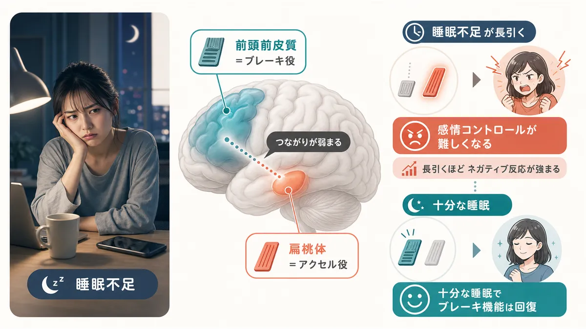 睡眠不足が感情コントロールを困難にするメカニズムを解説します。