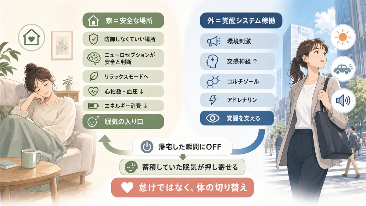 体が「安全な場所」と判断し、外では覚醒ホルモンがフル稼働している仕組みを解説します。