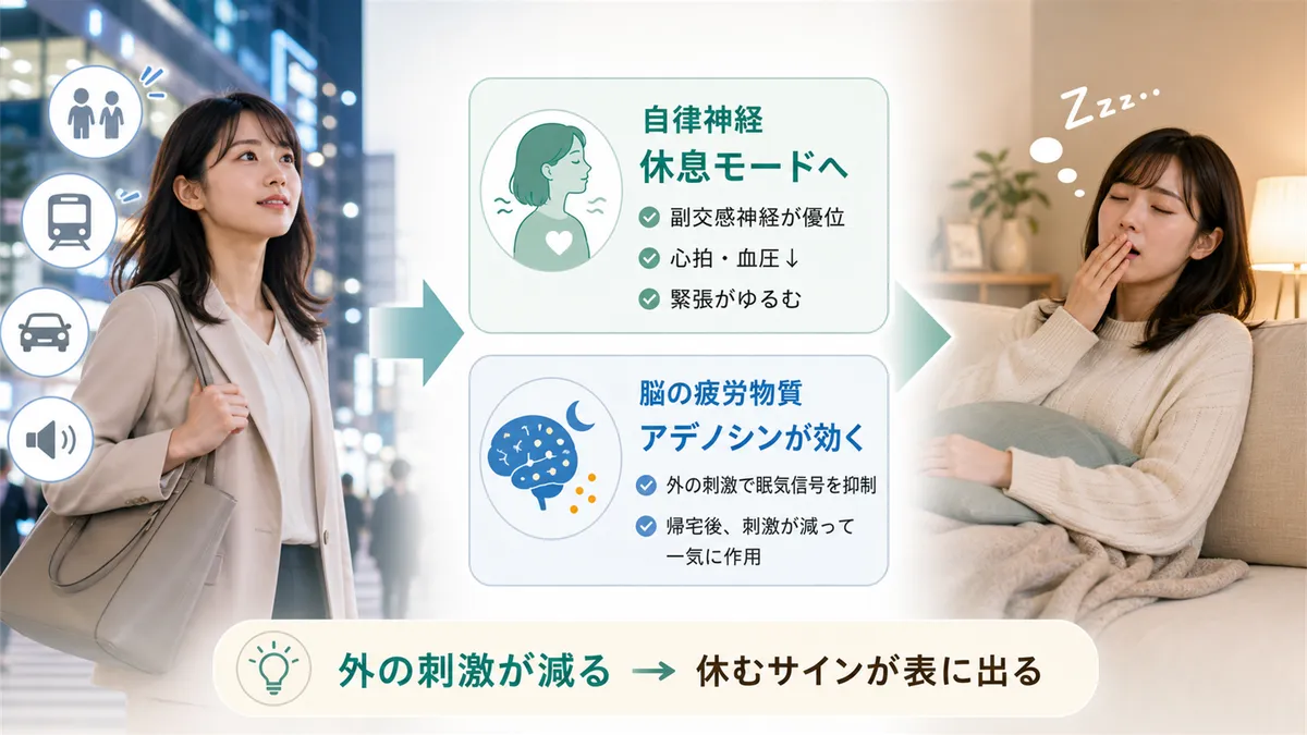 帰宅すると自律神経が休息モードに切り替わることや、脳にたまった疲労物質が効く仕組みを解説します。