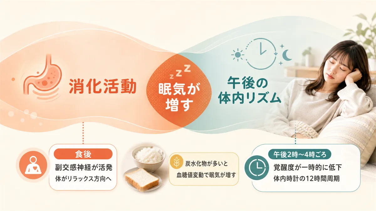 消化活動と午後の体内リズムが重なる時間帯に眠気が増す理由を解説します。