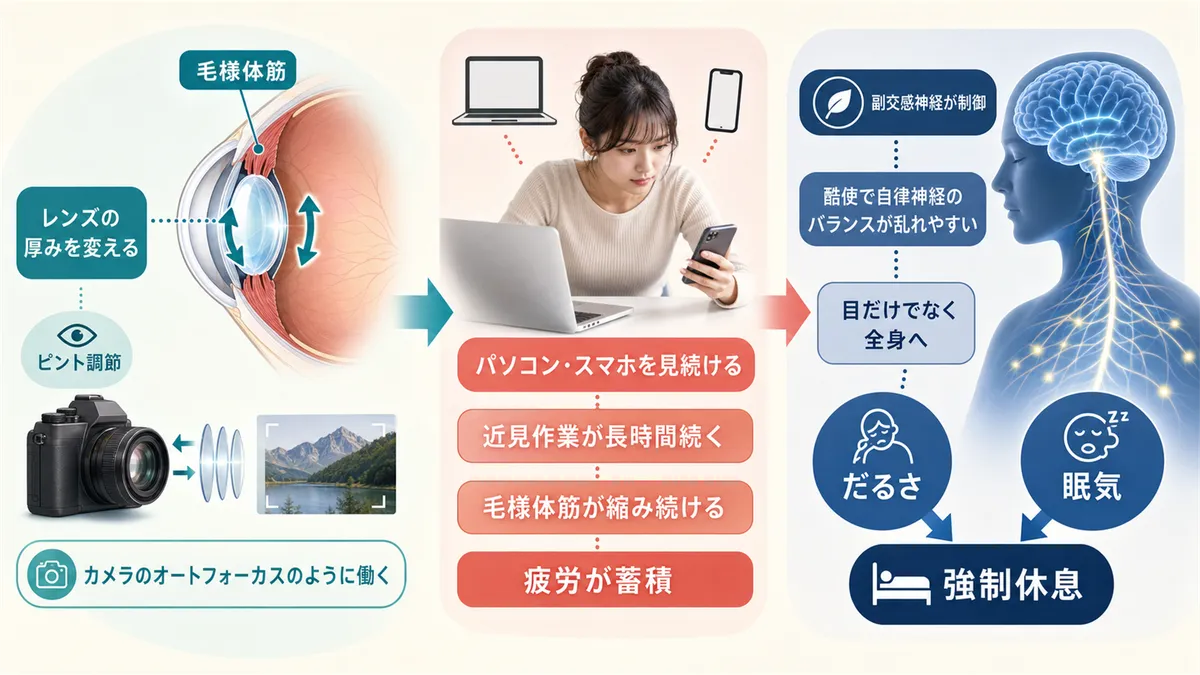 毛様体筋の疲労が自律神経に影響する仕組みや、脳が「強制休息」を求めるメカニズムを解説します。