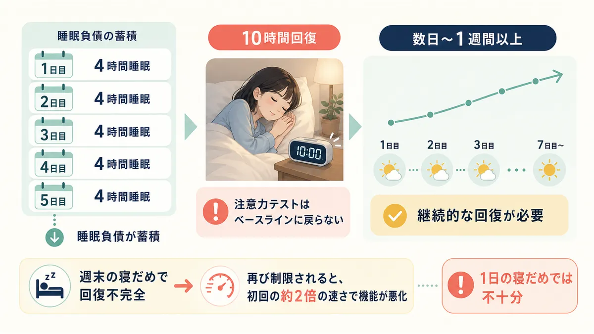 1日の寝だめでは不十分で、数日から1週間以上の継続的な回復が必要であることを解説します。