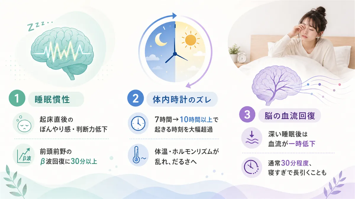 睡眠慣性の仕組みや体内時計のズレ、脳の血流回復に時間がかかることを解説します。