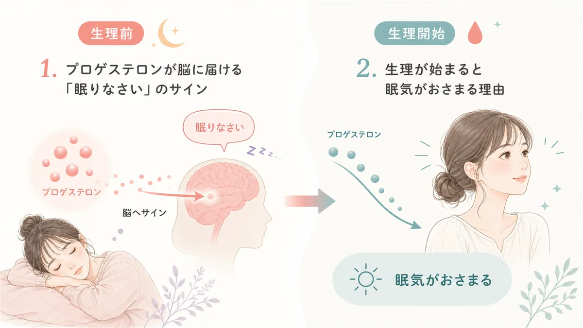 プロゲステロンが脳に届ける「眠りなさい」のサインや、生理が始まると眠気がおさまる理由を解説します。
