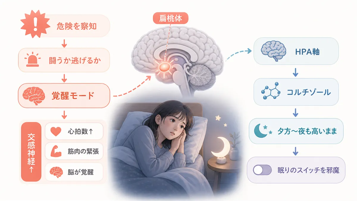 扁桃体が覚醒モードに切り替える仕組みや、ストレスホルモンが眠りのスイッチを邪魔する流れを解説します。