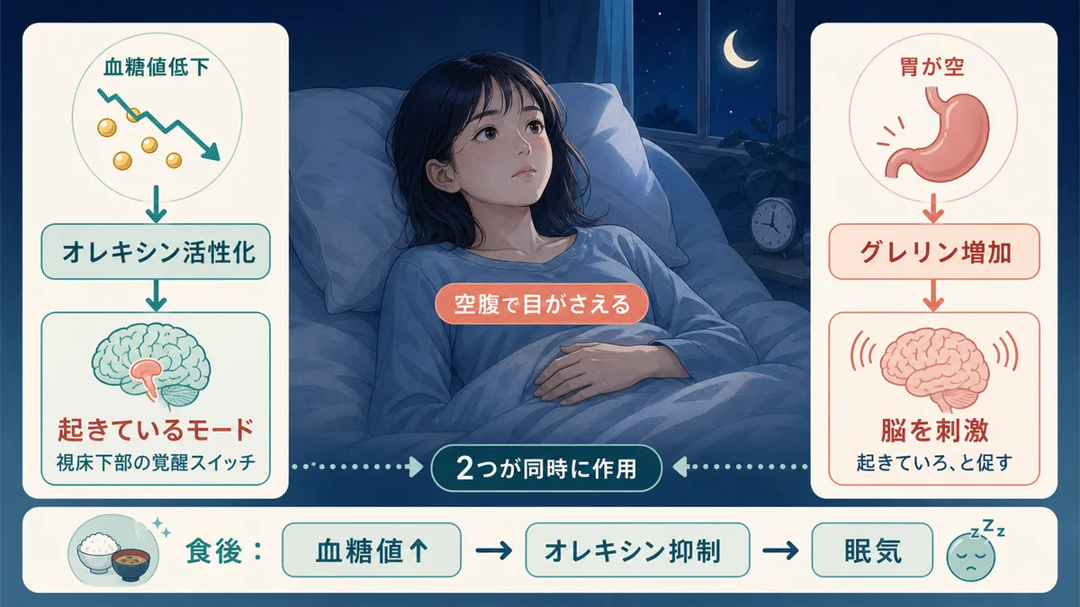 血糖値低下によるオレキシンの覚醒スイッチや、空腹ホルモン「グレリン」が脳を刺激する仕組みを解説します。