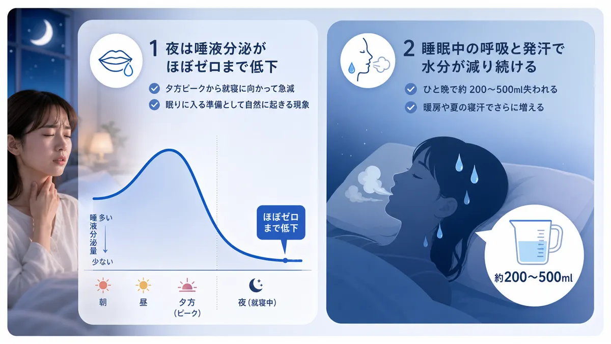 唾液分泌が夜にほぼゼロまで低下することや、睡眠中の呼吸と発汗で体の水分が減り続けることを解説します。