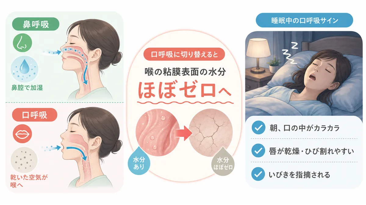 口呼吸が鼻呼吸より喉の水分を奪うこと、睡眠中の口呼吸に気づくサインを紹介します。